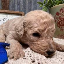 Labradoodle Puppy Coby
