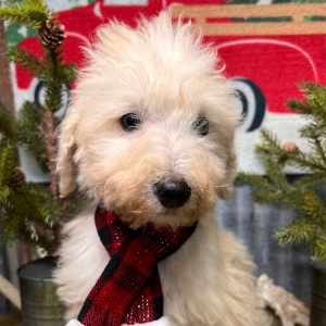 Labradoodle Puppy Coby