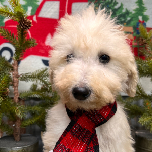 Labradoodle Puppy Coby