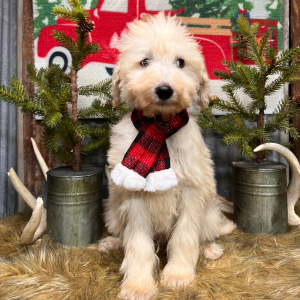 Labradoodle Puppy Coby