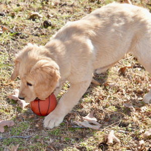 Golden Retriever Puppy Sandy