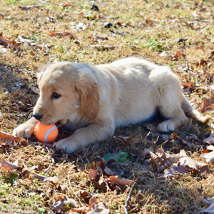 Golden Retriever Puppy Sandy