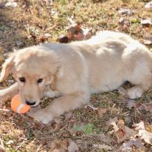 Golden Retriever Puppy Sandy