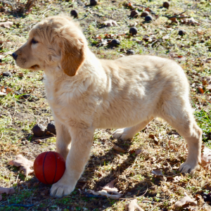 Golden Retriever Puppy Sandy