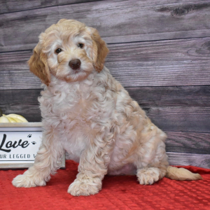 Goldendoodle Puppy Jameson