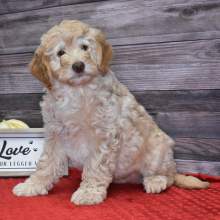 Goldendoodle Puppy Jameson
