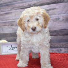 Goldendoodle Puppy Jameson