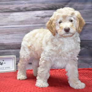 Goldendoodle Puppy Jameson