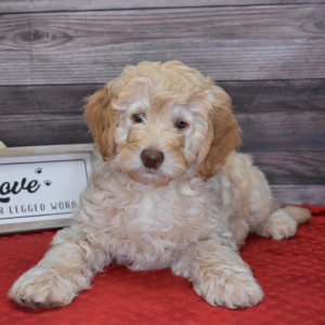 Goldendoodle Puppy Jameson