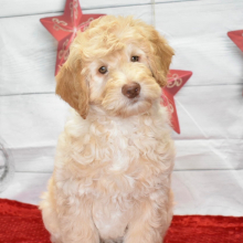 Goldendoodle Puppy Jameson