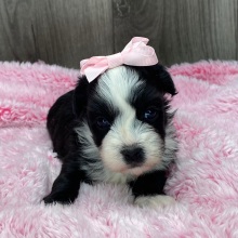 Havanese Puppy Twiggy