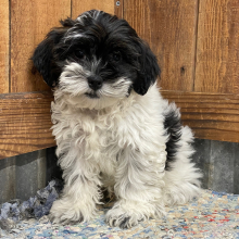 Shihpoo Puppy Wilson
