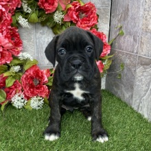 Boxer Puppy Hayley