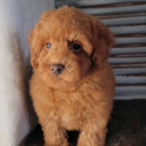 Poodle Puppy Brix