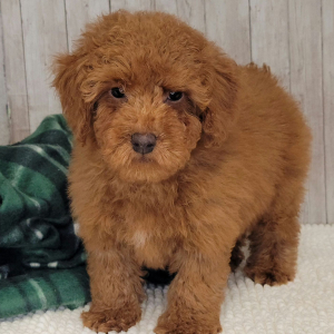 Poodle Puppy Brix