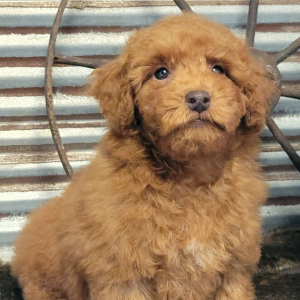 Poodle Puppy Brix