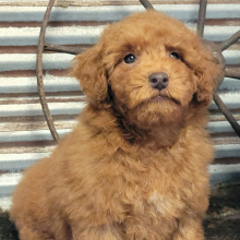 Poodle Puppy Brix