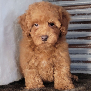 Poodle Puppy Brix