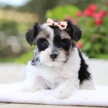 Morkie Puppy Valerie