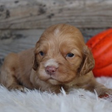 Cocker Spaniel Puppy Porter