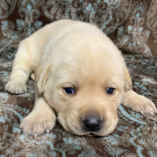 Labrador Retriever Puppy Lara