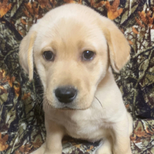Labrador Retriever Puppy Lara
