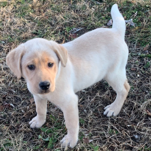 Labrador Retriever Puppy Lara