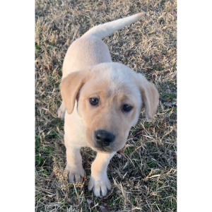 Labrador Retriever Puppy Lara