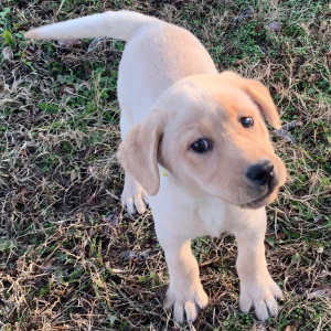 Labrador Retriever Puppy Lara