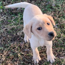 Labrador Retriever Puppy Lara