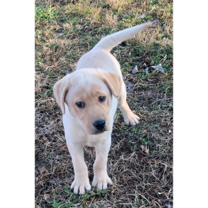 Labrador Retriever Puppy Lara