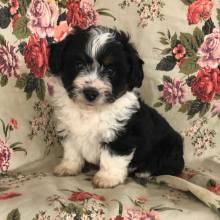 Aussiedoodle Puppy Randy
