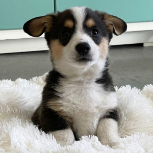 Pembroke Welsh Corgi Puppy Fern