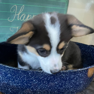 Pembroke Welsh Corgi Puppy Fern