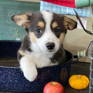 Pembroke Welsh Corgi Puppy Fern