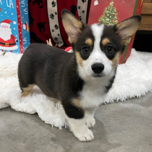 Pembroke Welsh Corgi Puppy Fern
