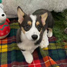 Pembroke Welsh Corgi Puppy Fern