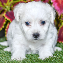 Bichon Frise Puppy Shirley