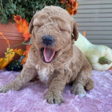 Labradoodle Puppy Becky