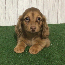 Dachshund Puppy Glen