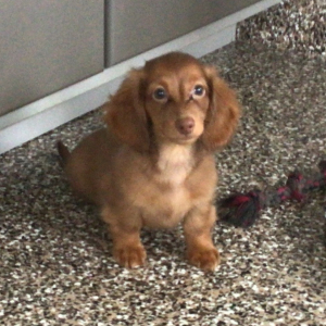 Dachshund Puppy Glen