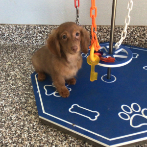 Dachshund Puppy Glen