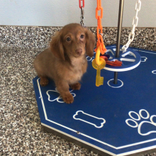 Dachshund Puppy Glen