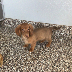 Dachshund Puppy Glen