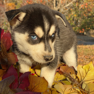 Pomsky Puppy Brulee