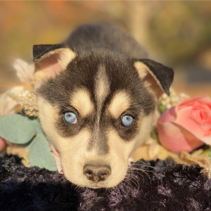 Pomsky Puppy Brulee