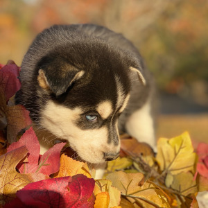 Pomsky Puppy Brulee