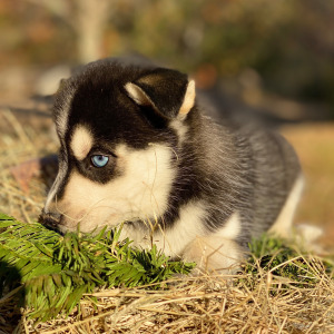 Pomsky Puppy Brulee