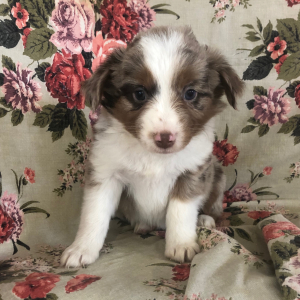 Australian Shepherd Puppy Beyonca