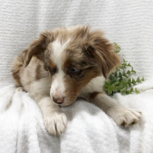 Australian Shepherd Puppy Beyonca